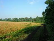 Великофедорівка з panoramio.com