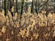 Раковець з panoramio.com