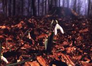 Дев'ятир з panoramio.com