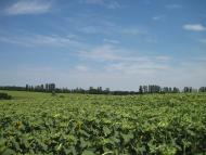 Григорівка з panoramio.com