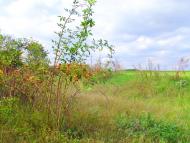 Коротич з panoramio.com