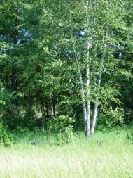 Пришиб з panoramio.com