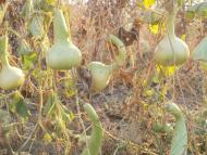 Доманівка з panoramio.com