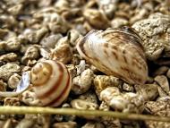 Зелений Гай з panoramio.com