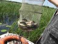 Канівське з panoramio.com