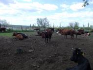 Макарівка з panoramio.com