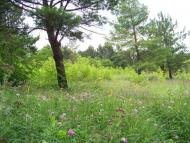 Кремінне з panoramio.com