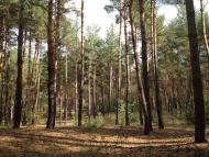 Саврань з panoramio.com