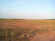 Галицинове з panoramio.com