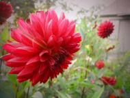 Власівка з panoramio.com