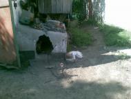 Грушуватка - Останні фото