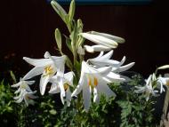 Більче з panoramio.com