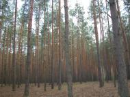 Андріївка з panoramio.com