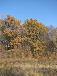 Троянівка з panoramio.com