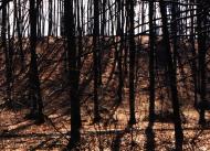 Дев'ятир з panoramio.com