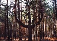 Дев'ятир з panoramio.com