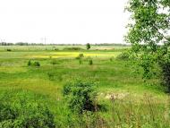 Липиці з panoramio.com