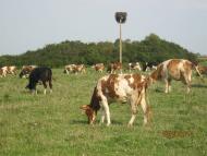 Заріччя з panoramio.com