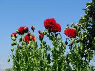 Мелені з panoramio.com