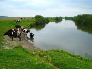 Сокіл з panoramio.com