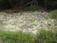 Голошина з panoramio.com