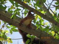 Вівсяники з panoramio.com