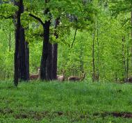 Звірів з panoramio.com