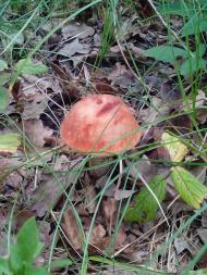 Рясне-Руське з panoramio.com