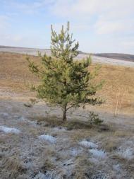 Висока Яруга - Останні фото