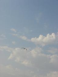 Стрілкове з panoramio.com (ч.2)