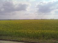 Кропивна з panoramio.com