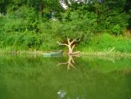 Вишеньки з panoramio.com