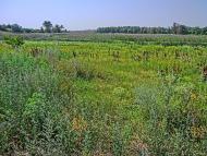 Оліївка з panoramio.com