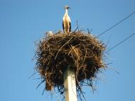 Старостинці з panoramio.com