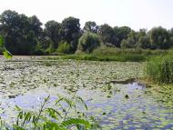 Осещина з panoramio.com