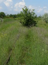 Плавні з panoramio.com