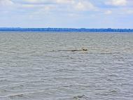 Ясинуватка з panoramio.com