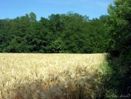 Нова Зоря з panoramio.com