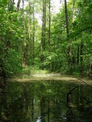 Сосонка з panoramio.com