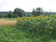 Вишевичі з panoramio.com