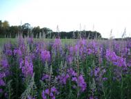 Солоницівка з panoramio.com