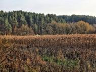 Раковець з panoramio.com