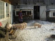 Ситники - Останні фото