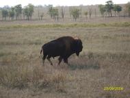 Радісне з panoramio.com