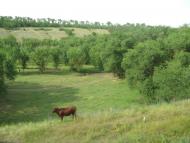 Старосілля з panoramio.com