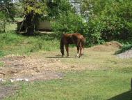 Капітанівка з panoramio.com