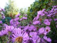 Яблунівка з panoramio.com