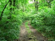 Лепесівка - Останні фото