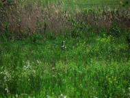 Володимирівка з panoramio.com