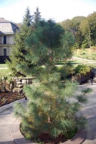 Нижнє Солотвино з panoramio.com